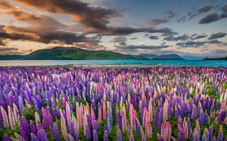 Картинка flowers,  Microsoft,  Bing,  New Zealand,  Tekapo