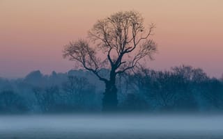 Картинка дерево,  туман
