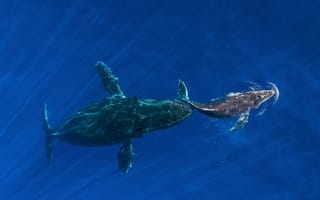 Обои кит, океан