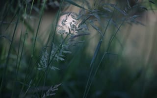 Картинка трава, природа, фон, зелень, мягкий свет, лето, пейзаж