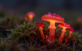 Картинка грибы, лес, природа, мистика, вода, освещение, мох