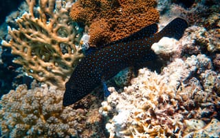 Картинка рыба, подводный мир, подводный, океан, море, коралл, коралловй риф, экзотический, тропическая