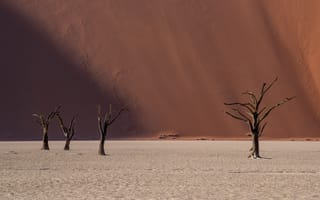 Картинка Мертвая долина, Мертвая Долина, пустыня, сухой, дерево, пейзаж, Намиб, Намибия, Африка, природа