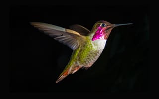 Картинка Hummingbird Mid Flight Close Up,  Flight,  Mid,  Hummingbird