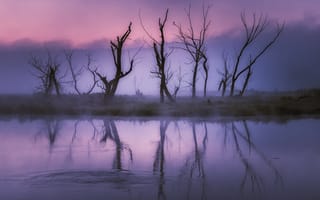 Картинка Деревья,  Туман,  озеро