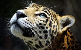 Картинка Leopard