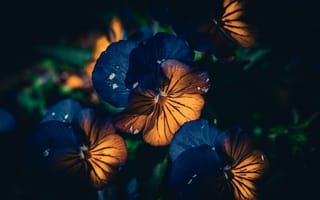 Картинка цветы, фото, обои, природа, пейзаж, синий, оранжевый