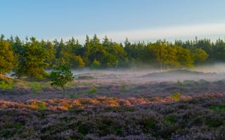 Картинка природа, лес, деревья, дерево, луг, поле, цветок, цветение, цветущий, туман, дымка, верес