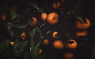 Картинка фрукты, фрукт, мандарин, цитрус, лист, растение