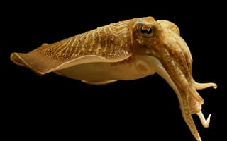 Картинка каракатица,  существа подводного мира,  камуфляж