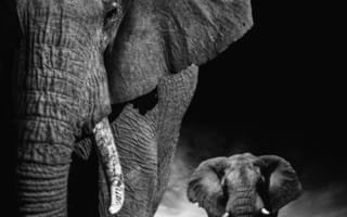 Картинка слон, животное, животные, природа, черно-белый, черный, монохром, монохромный