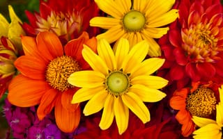Картинка Гербера,  букет цветов,  цветы,  осень,  4k,  5k