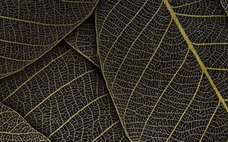 Картинка листья, черный, текстура, природа, обои, декор, минимализм