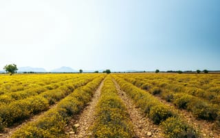 Картинка природа, поле, пейзаж