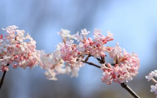 Картинка цветы, природа, весна, розовый, красота, фотография, пейзаж