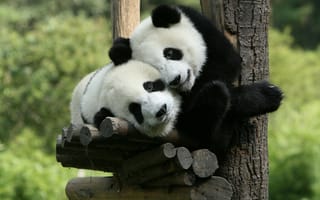 Картинка Панда,  ,  Китай,  зоопарк
