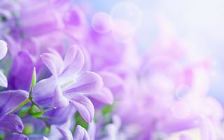 Картинка Утренняя глория,  лучи,  цветы,  фиолетовый,  8k,  4k,  5k