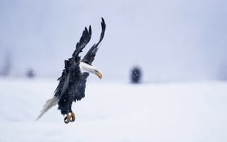 Картинка Орел,  снег,  зима,  полет,  Аляска,  4k,  5k