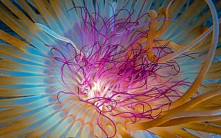 Картинка медуза, подводный мир, щупальца, глубоко, океан, море, вода, животное, подводный, макро, крупный план