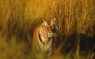 Обои Бенгальский тигр, тигр, охотник, хищник