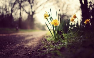 Обои Нарциссы, 5k, 4k, цветы, весна, природа