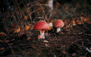 Картинка мухомор, гриб, природа, осень