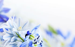 Картинка ландыши, 5k, 4k, 8k, цветы, фон, весна