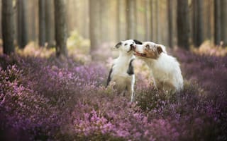 Картинка Бордер-колли,  забавный,  милые животные,  поле,  собака