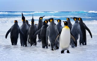 Картинка Пингвин,  забавный,  милые животные,  океан,  снег