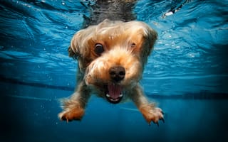 Картинка терьер,  забавный,  милые животные,  под водой,  собака