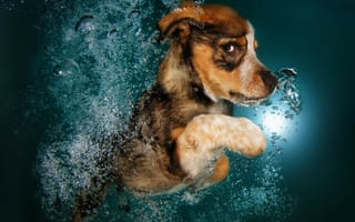 Картинка Бордер-колли,  забавный,  милые животные,  под водой,  собака
