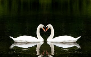 Картинка Лебедь,  любовь,  милые животные,  озеро,  пара