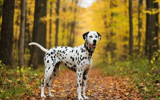 Картинка далматинец, осень, лес, собака, природа, пейзаж, животные