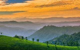 Картинка пейзаж, горы, закат, природа, чайные плантации, туман, красота