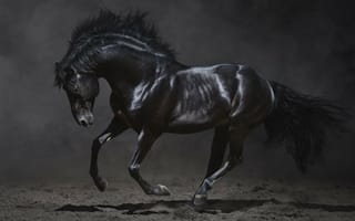 Картинка Dark Horse,  Благородный,  Жеребец,  Черный,  Конь