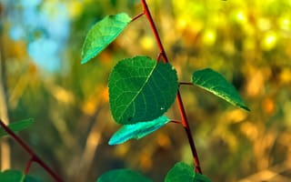 Картинка Зеленый листок,  Зеленый,  Листок,  Осень