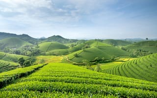 Картинка пейзаж, чайные плантации, зелень, горы, природа, небо, лето