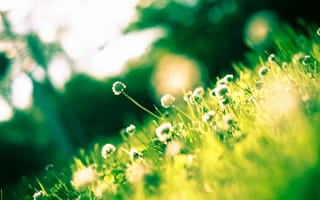 Картинка Клевер,  цветок,  поле,  трава,  HD,  4k