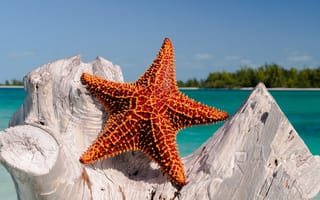 Картинка морская звезда, экзотическая, тропическая, рыба, лето, летние, море, океан, вода, тропики, тропический