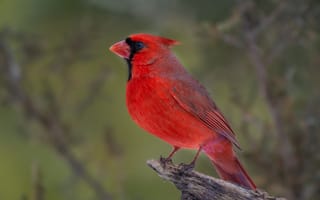 Картинка красный кардинал, кардинал, птицы, птица, животное, животные