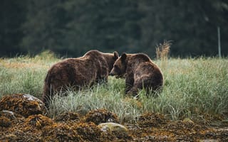 Картинка животные, животное, природа, медведь, лес, деревья, дерево