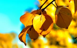 Картинка Золотая осень,  Листок,  Золотая,  Осень