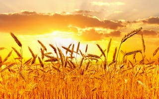 Картинка пшеница,  закат,  луга,  4k,  5k
