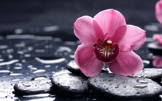 Картинка Орхидея, розовый, капли, цветы, HD, 8k, 4k, 5k