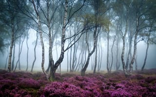 Картинка Стэнтон Мур,  туман,  полевые цветы,  Лес,  Великобритания,  Пик Дистрикт,  4k,  5k
