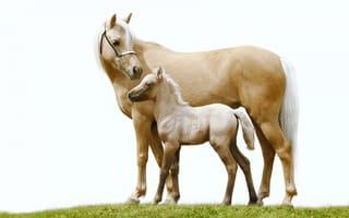 Картинка Лошадь,  милые животные,  белые