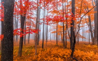 Картинка Foggy Autumn Trees,  Туман,  Деревья,  Осень,  Foggy