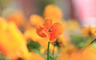 Картинка цветы, оранжевый, природа, фото, красота, растения, размытость