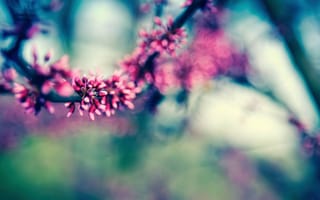 Картинка Ветка, 4k, HD, цветение, весна