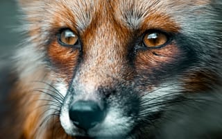 Картинка лиса, животное, животные, природа